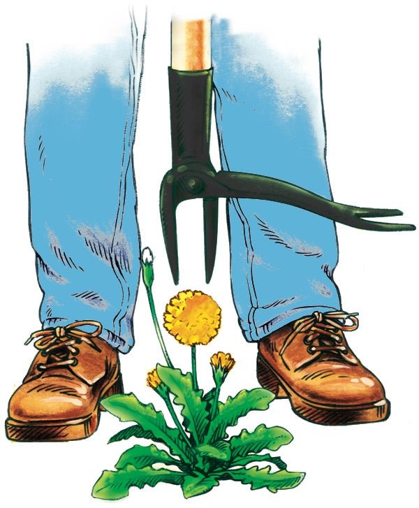 Best Weed Pullers for a Beautiful Lawn in 2023 Grampa's Gardenware Co.