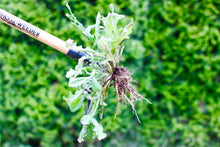 Grampa's Weeder. The Original Stand Up Weed Puller. Remove Lawn & Garden Weeds. Uproot Weed Remover. Dandelion Puller. 4 claw Deluxe Weed Remover. No bend weeder. Long handled weeding tool.