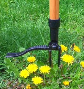 Dandelions — The Underrated Superfood of Late Spring