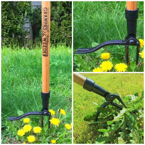 Grampa's Weeder. The Original Stand Up Weed Puller. Remove Lawn & Garden Weeds. Uproot Weed Remover. Dandelion Puller. 4 claw Deluxe Weed Remover. No bend weeder. Long handled weeding tool.